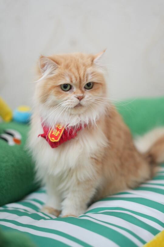 猫猫也要过新年 英国长毛猫