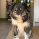 母狼