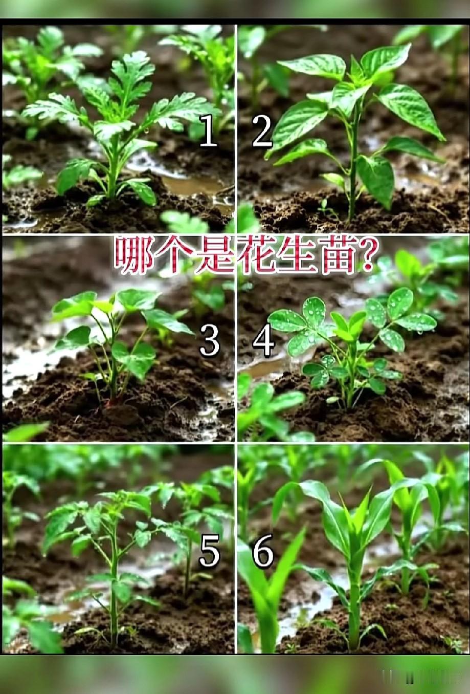请问那颗是花生🥜苗呢？