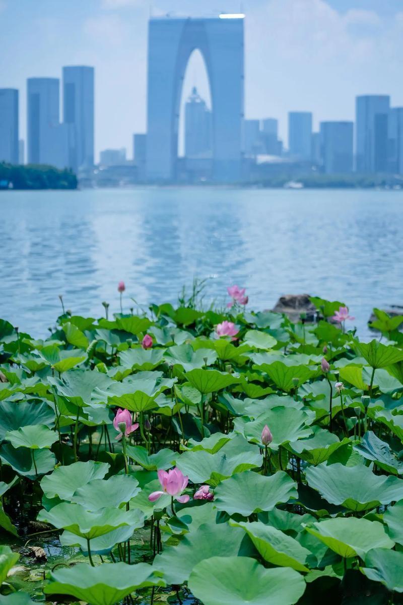 火上央视！苏州六月荷花市爆火，一朵荷花带火整座古城经济
 
谁说小众市集难出圈？