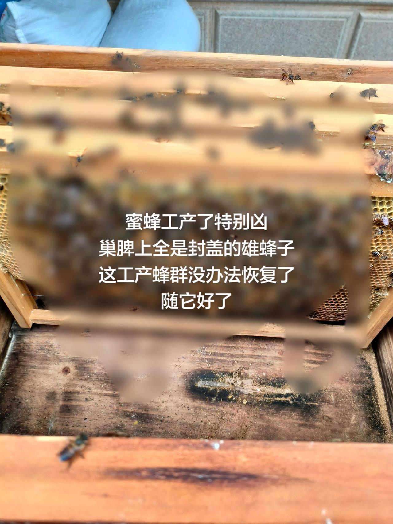 这蜜蜂工产了特别的凶
刚开箱就开始蛰人
不是一两只蜜蜂来蛰而是一大群围上来
跑都
