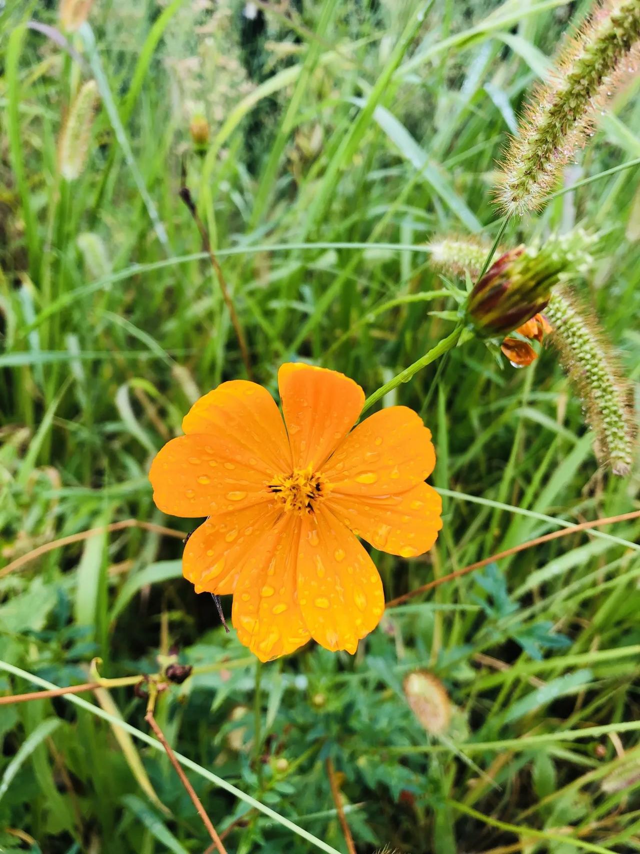 #分享你手机中的花花草草#