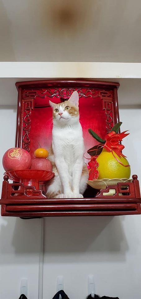 猫...来福..