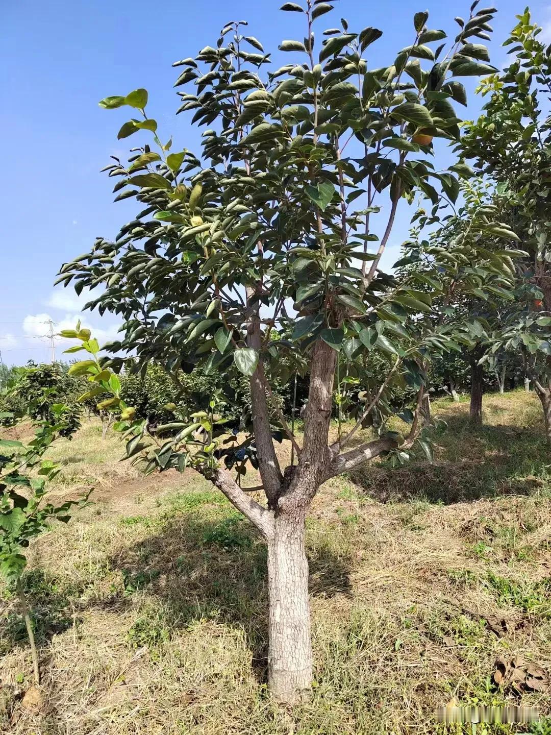 #十一假期玩乐日记# 地地道道80后农民，一年中所有假期我们都是在田间地头度过，