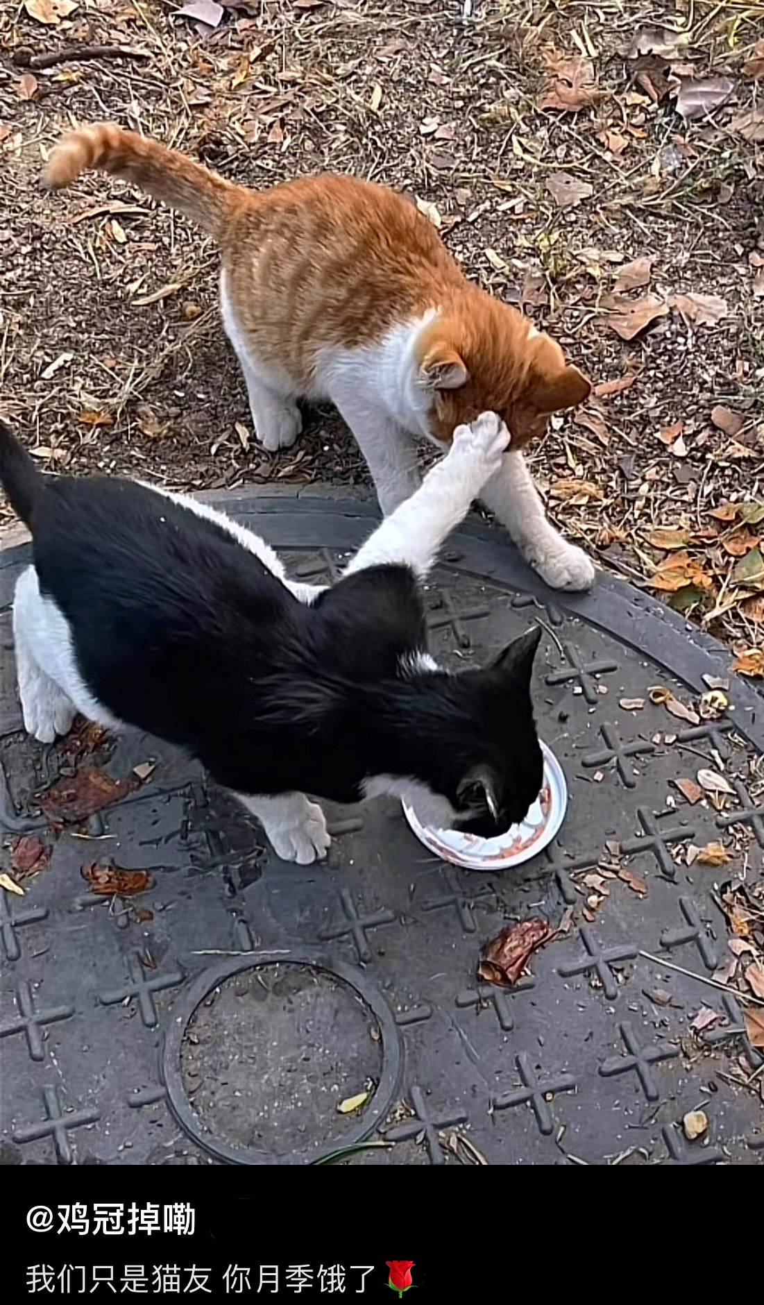 符合我对奶牛猫的刻板印象奶牛猫：你还想吃？上一边子去！ ​​​