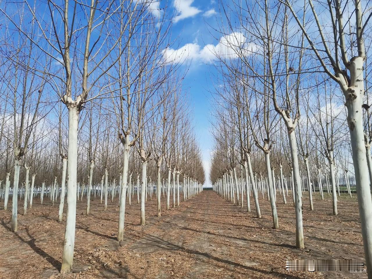 家里养着几只草鸡，每天能捡仨俩鸡蛋，十天八天的我要给它们兑些饲料，玉米、豆粕、鱼