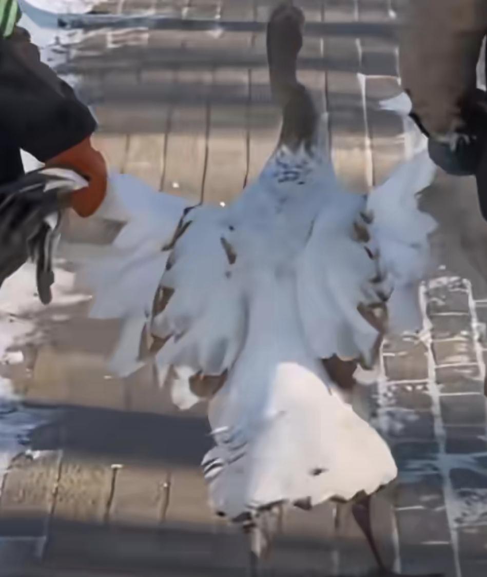 左右手牵着你的裙摆多么美丽啊么，美丽的丹顶鹤