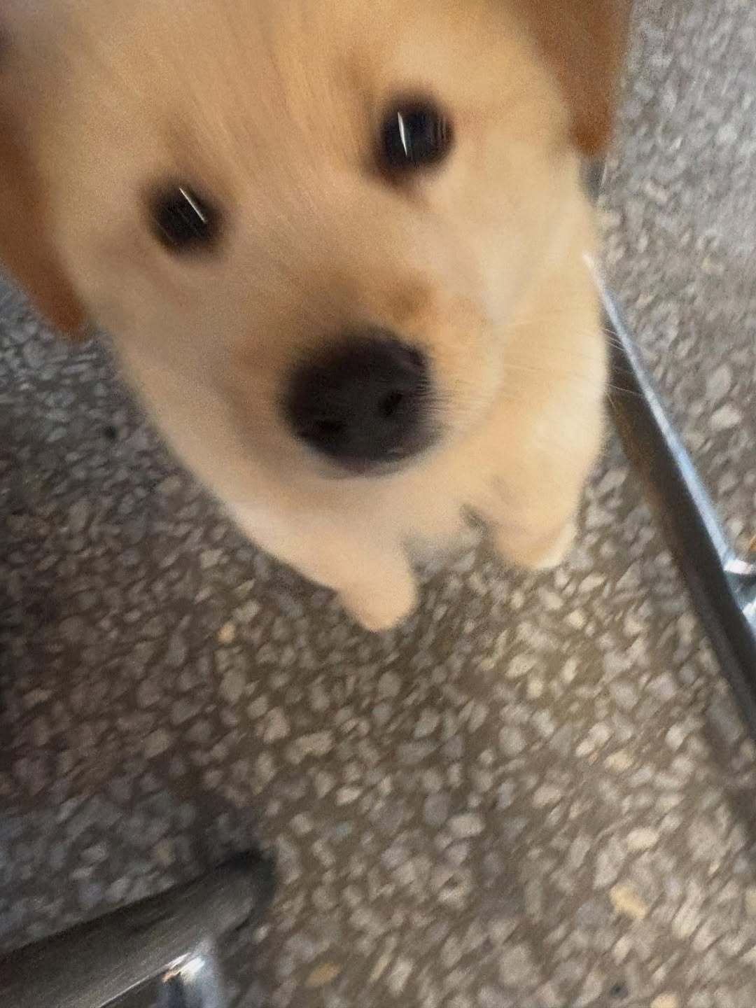 小狗扑向你的瞬间 