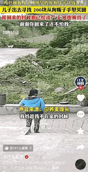 怀孕的狗被卖又赎回，小狗却没了踪影。

那只母狗蜷缩在笼子角落，看到主人来找它，