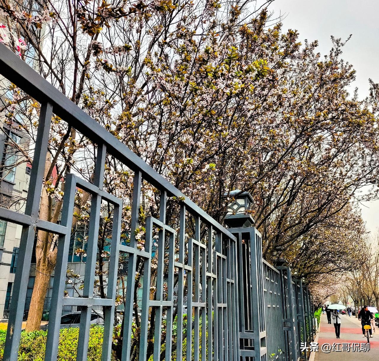春雨过后，花开叶绿，春天的气息扑面而来，街道上随便一拍就是一副图画。
