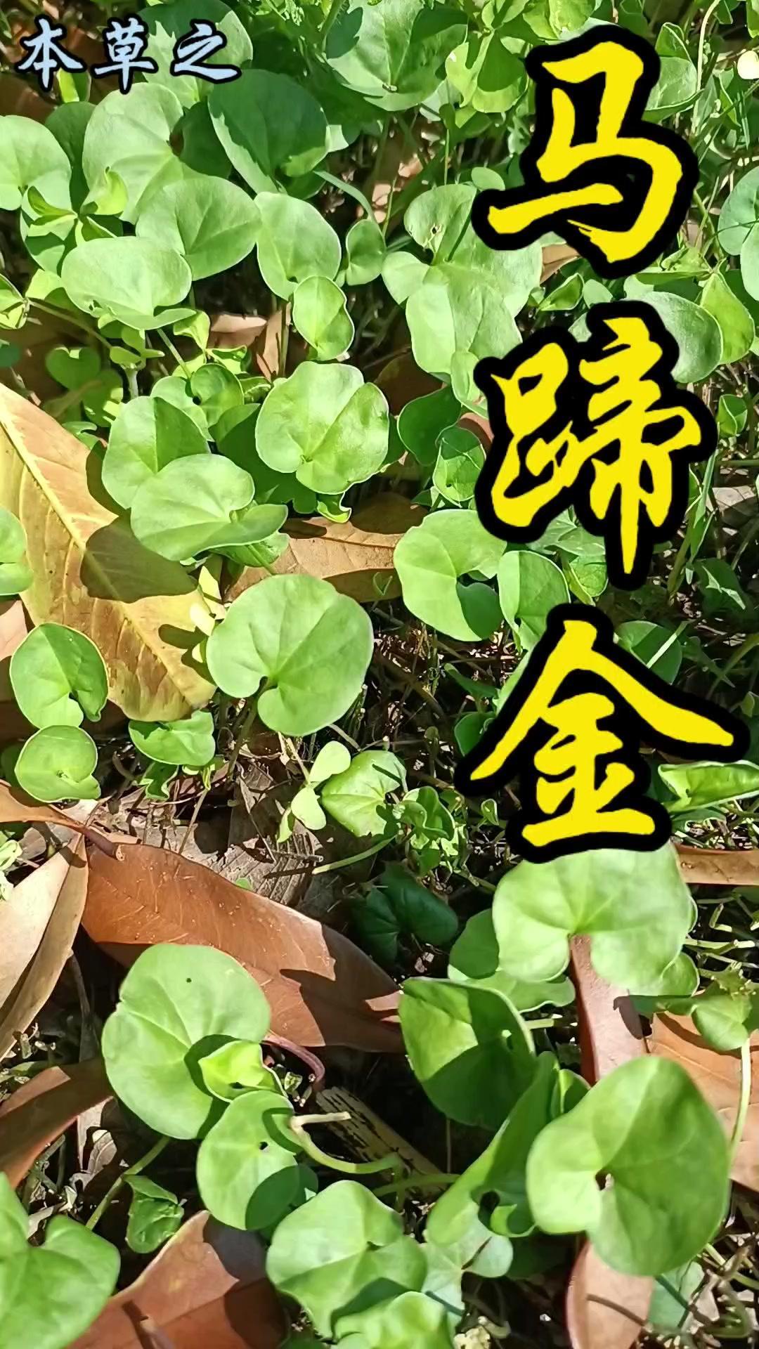 马蹄金是一种似古币的接地气小草🌱。它是旋花科多年生小草本，因叶片圆形或肾形，像