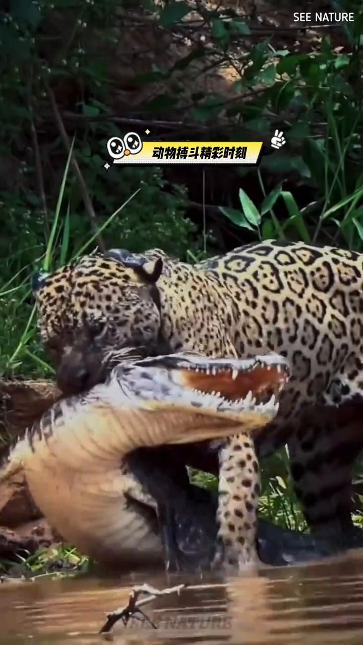 动物搏斗精彩时刻。
花豹捕食大皮鞋。