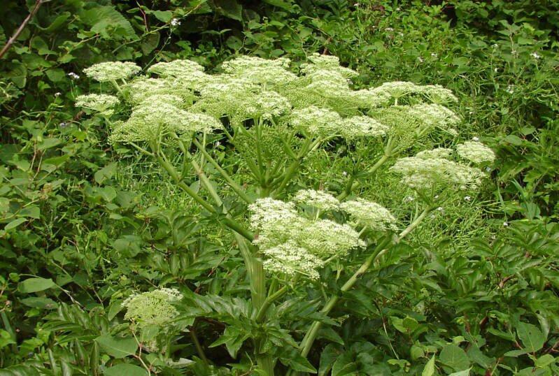 中药故事汇，今天讲当归的故事。
 
三国时期，战乱纷飞，陇西地区有位青年名叫王某