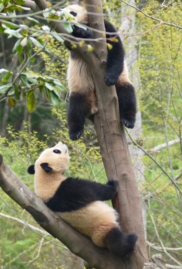熊猫界“大型堵车现场”，又好笑又真实！
一只小熊猫抱着树干，吭哧吭哧往上爬，费了