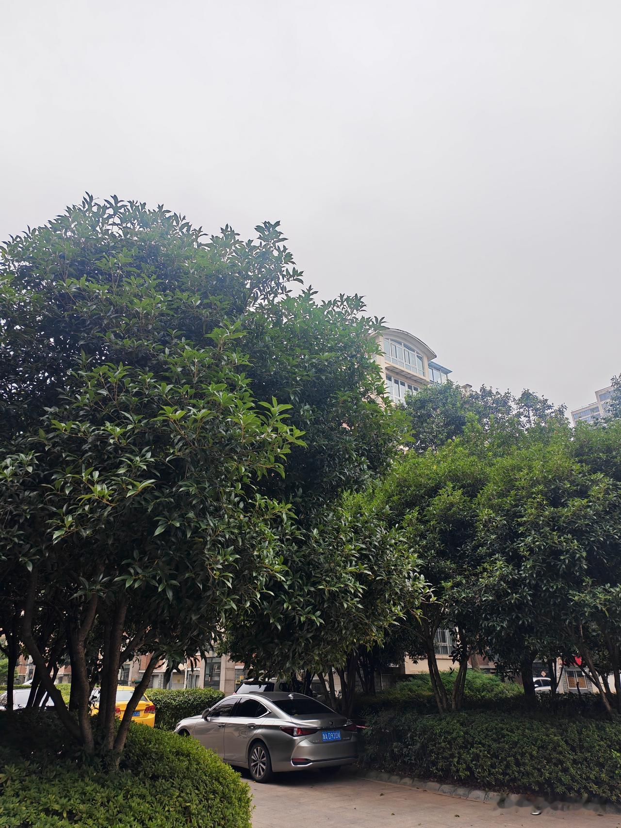 是气候的原因吗？

9月20在成都，23日在重庆，26日到了湖北襄阳，这些地方的