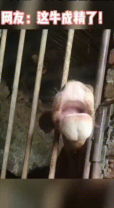 大家看看这头小牛是不是很“牛”，这小家伙，居然只用5秒，就靠舌头舔、卷，再加上用