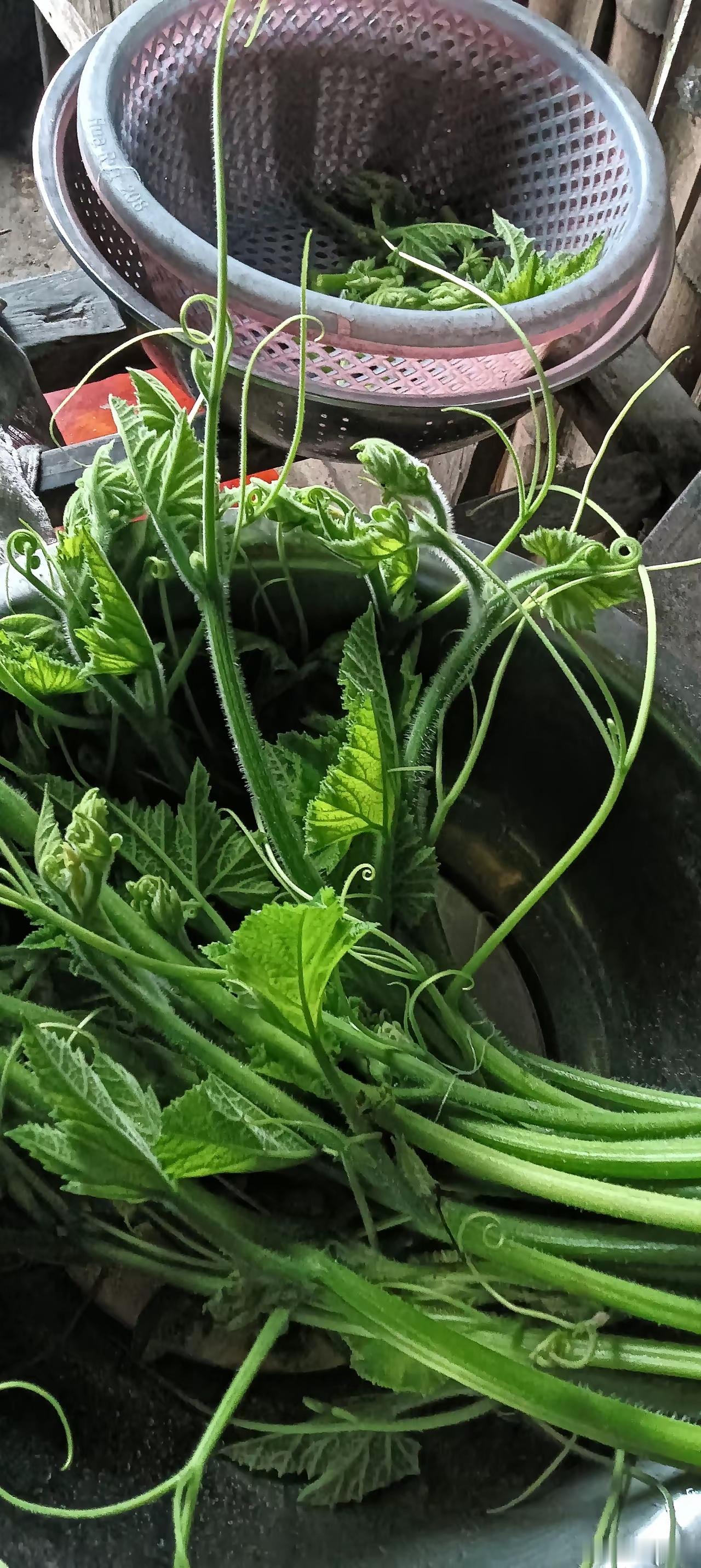以前南瓜藤都是拿来喂猪的，没想到现在轮到喂人了，不知道你们吃过南瓜藤没。我住大山