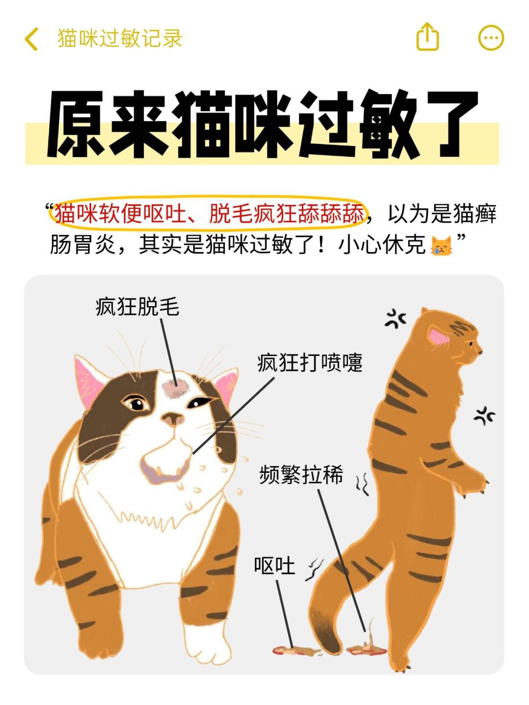 从软便到脱毛 | 猫咪过敏怎么回事？