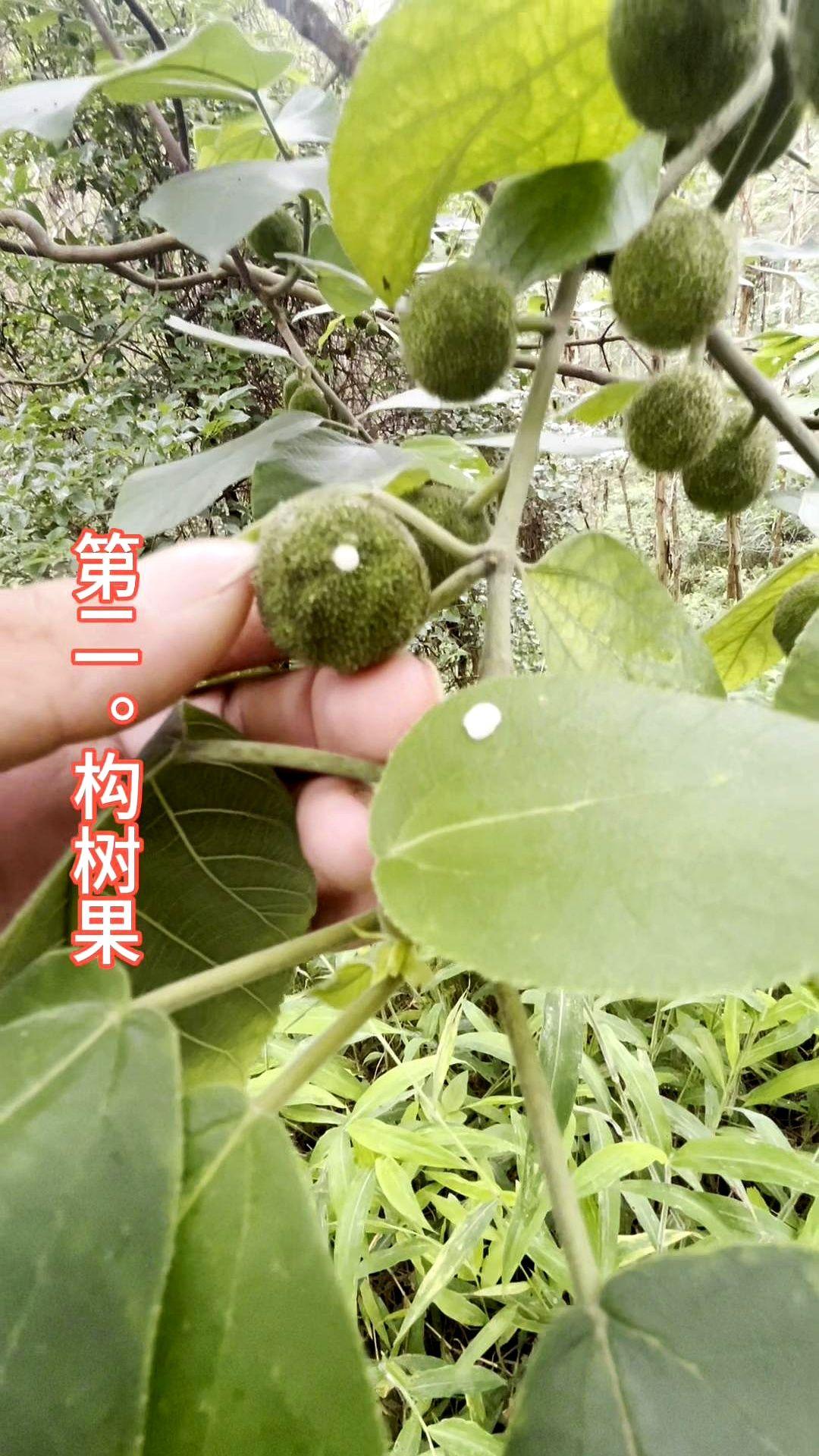 今天带大家认识以下二十种中草植物。

不过要论名字最特别的，还得数鸡屎藤这种植物