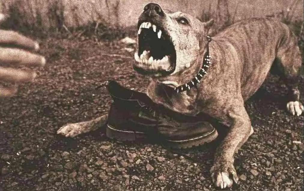 有人问，中日阵仗搞得这么大，大漂亮为啥一直不吭声？
全在养狗的逻辑里！
养狗是用