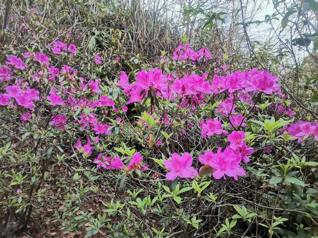 周末外出走走，呼吸一下新鲜空气，闻闻花香，听听鸟儿唱小曲，与青山绿水来个浪漫约会