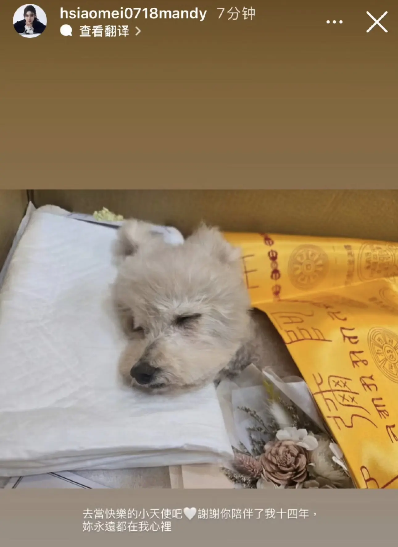 马筱梅的宠物狗去世，曾经陪伴了她十四年