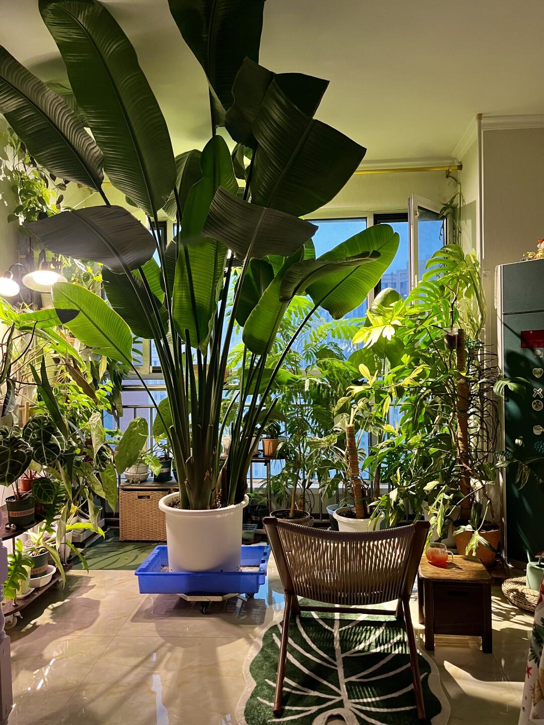 感觉像在住树屋！🌳🌳