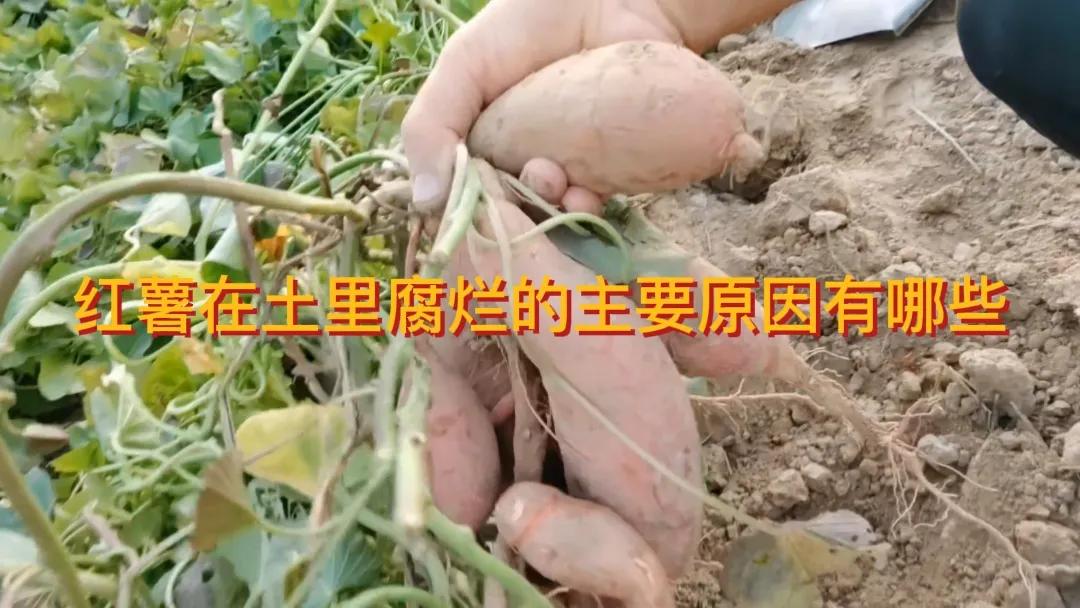 #红薯在土里就烂了到底是什么原因?#红薯在土里腐烂的原因有很多！
金秋十月，又到