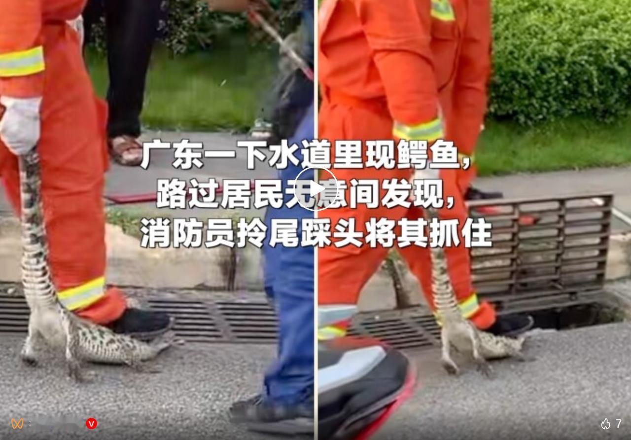 7 月 9 日，广东揭阳市揭东区磐东街道磐东社区一处小区外围下水道口，路人发现一