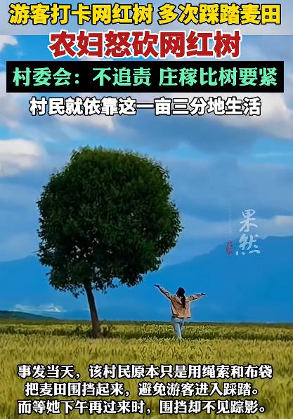 村委会回应农妇怒砍网红树：不追责。我看到有些人喷人家树的主人，说人家没脑子，就该