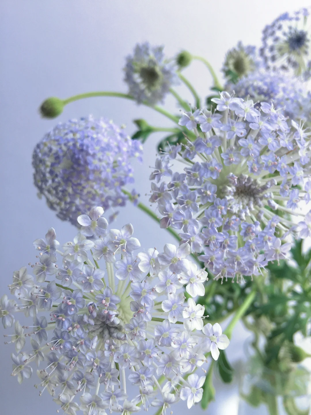 带你每天认识一种鲜花29｜翠珠花