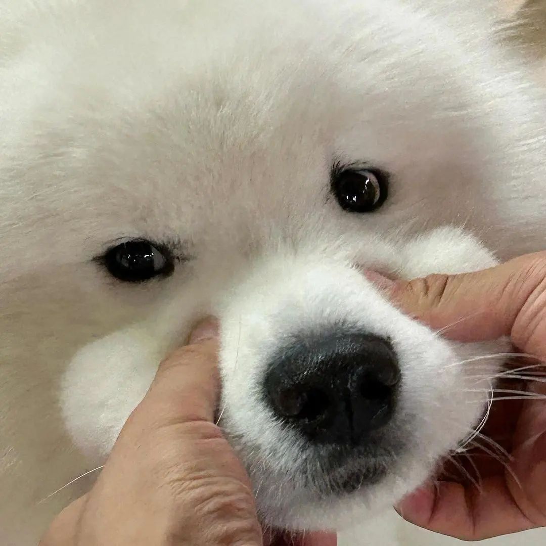 萨摩耶：请问捏我的嘴筒子你真的能得到快乐吗？ ​​​