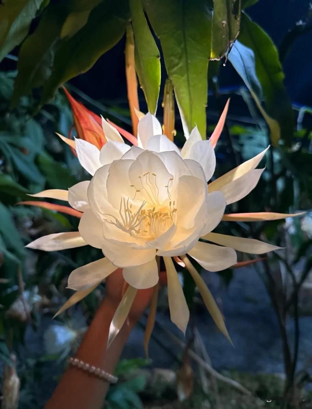 上人民日报了！山东潍坊一女子苦守两小时拍昙花绽放，果然昙花绽放的瞬间让人感慨！