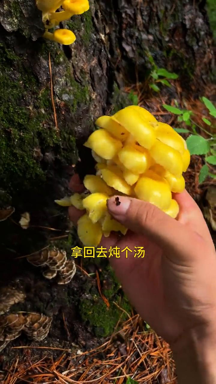 听说下完雨之后，山里面的蘑菇冒头了一大堆，赶紧进山去菌窝转转。
快看我发现了什么