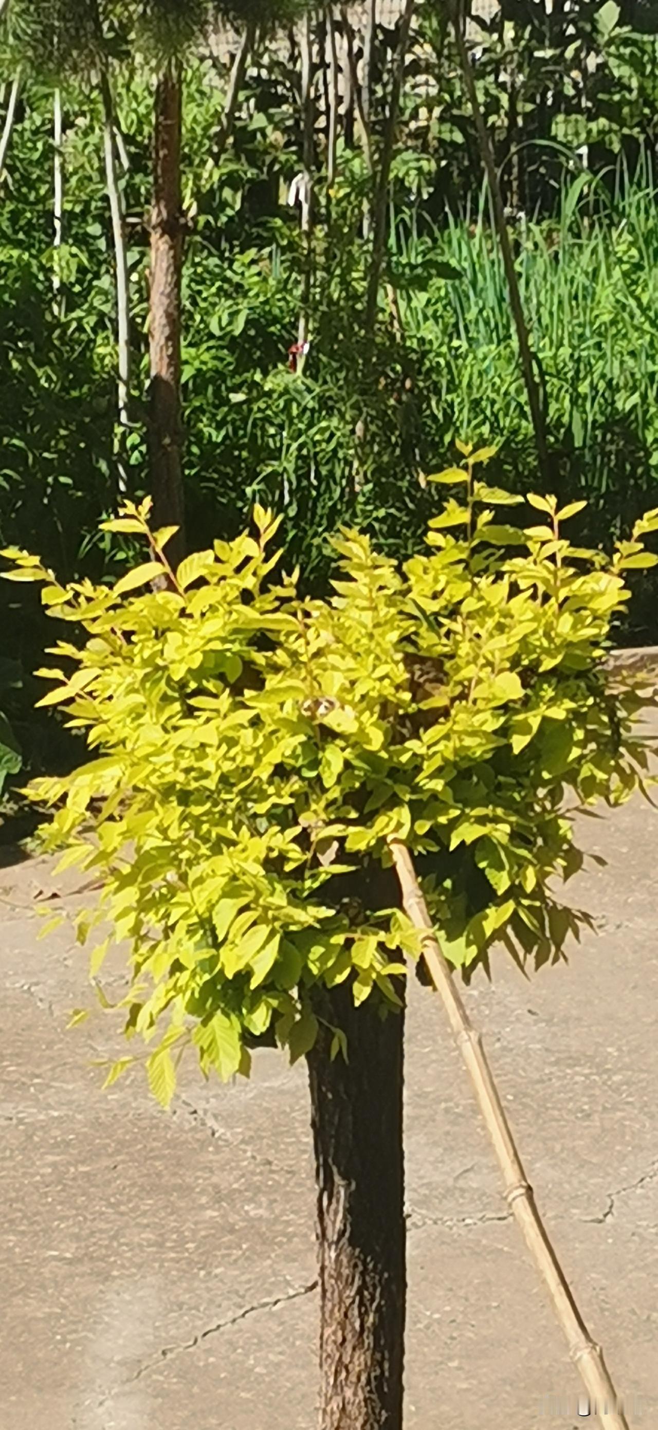 夏日生活打卡季被锯掉头的金钱榆又发出了新的枝杈。