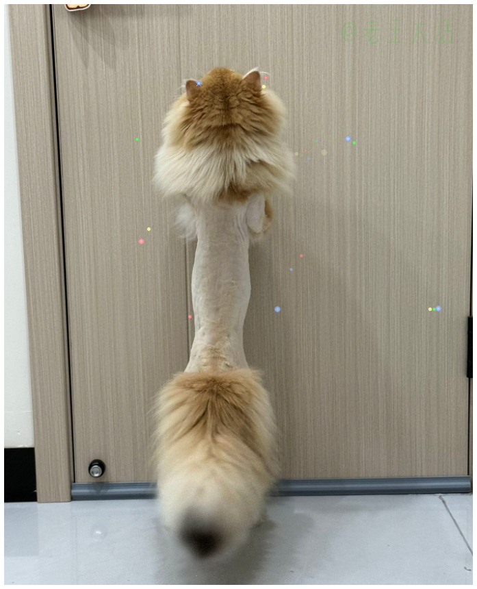 是谁偷走了小猫的真毛大衣。 