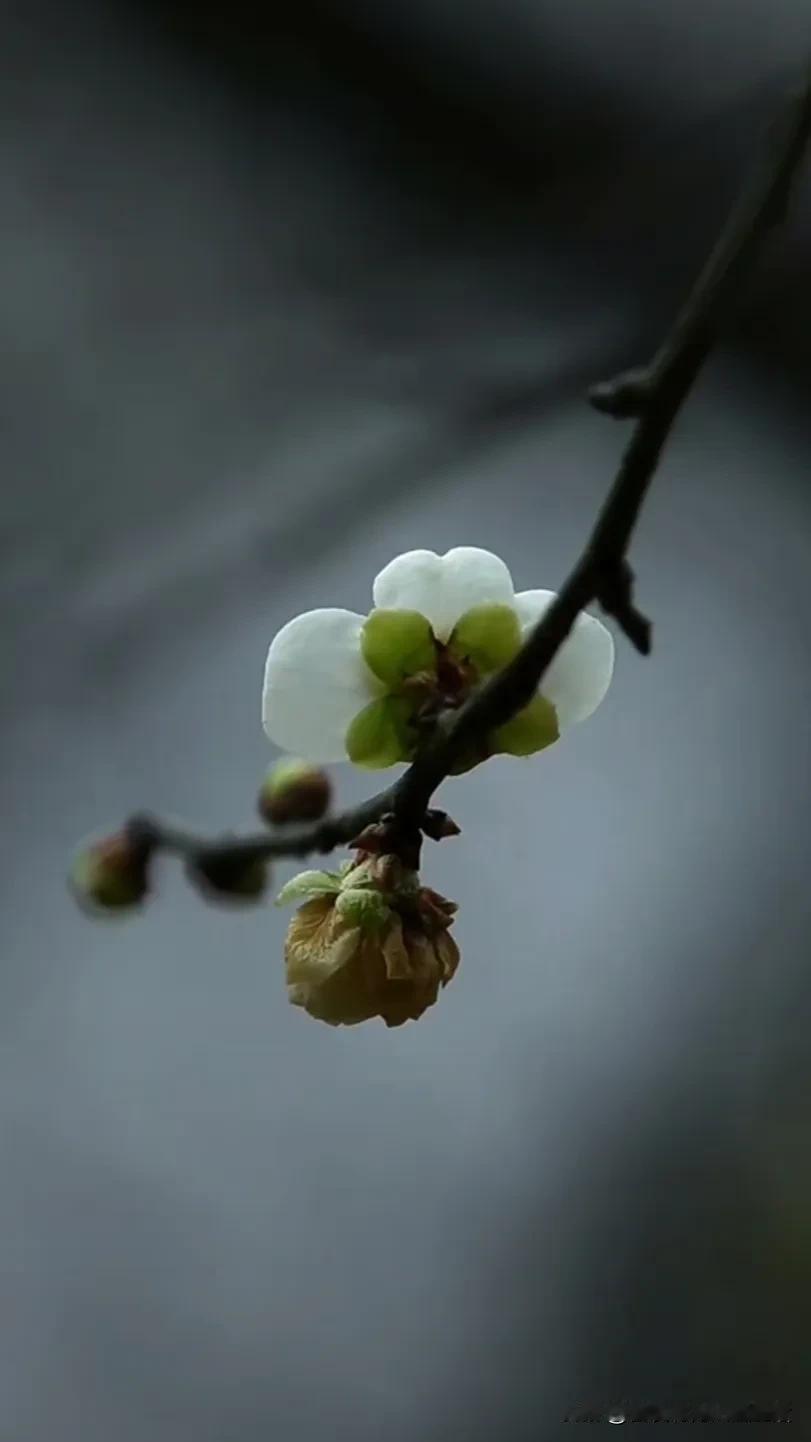 一枝独秀，春意盎然镜头下的春花 用镜头记录春色