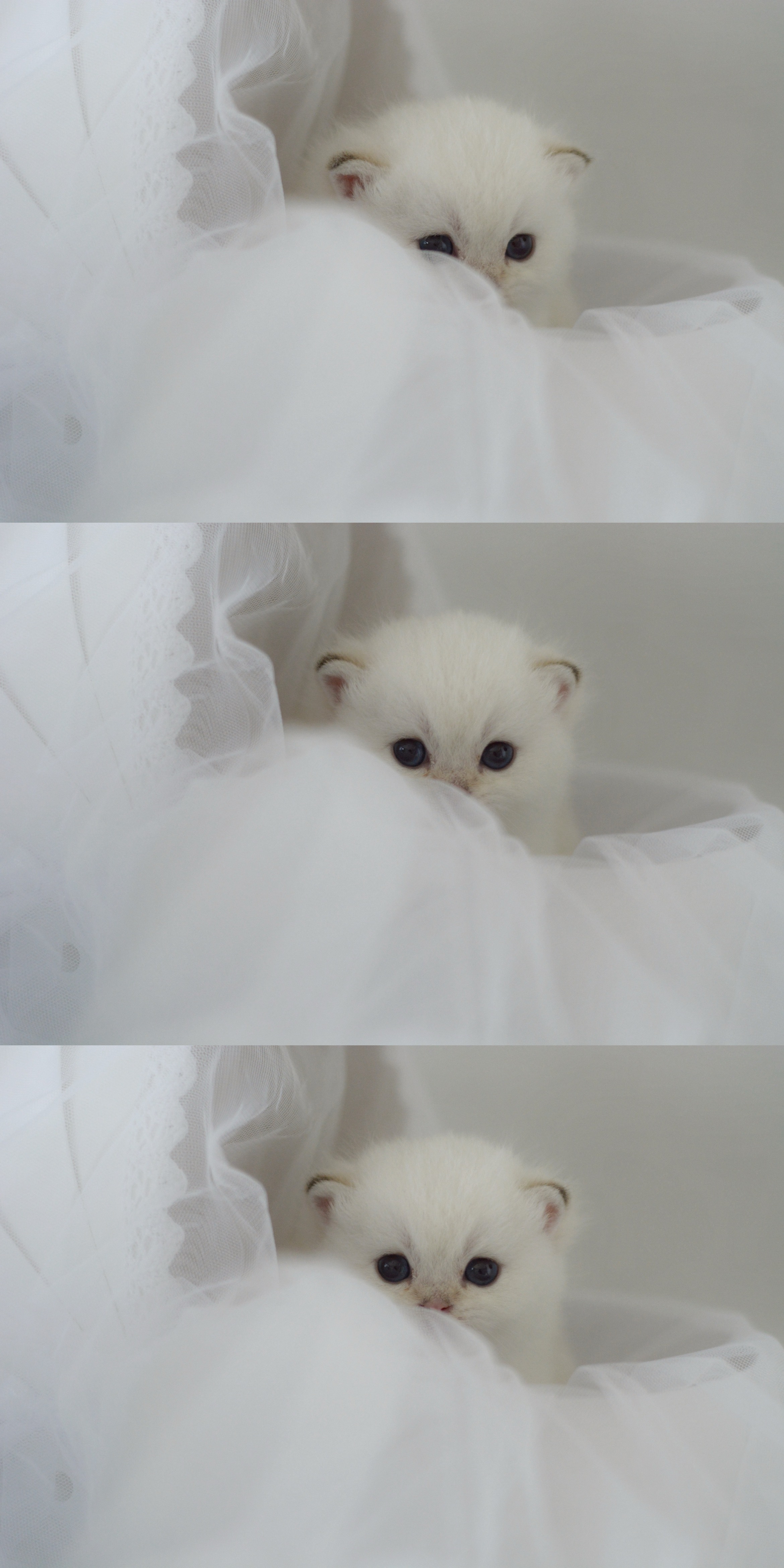 是什么让我留了这么多照片没发当然是忘了呀！！！！！#金点色##金点##英短金点色