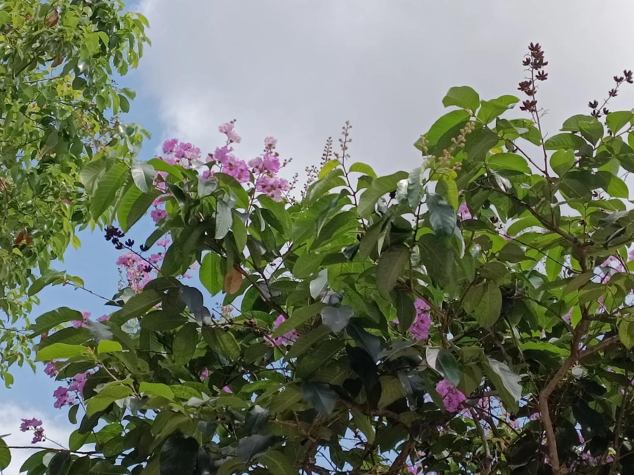 随手拍的紫薇花
花色艳丽
花朵优美
花姿柔雅
姹紫嫣红
娇艳欲滴
美丽绽放