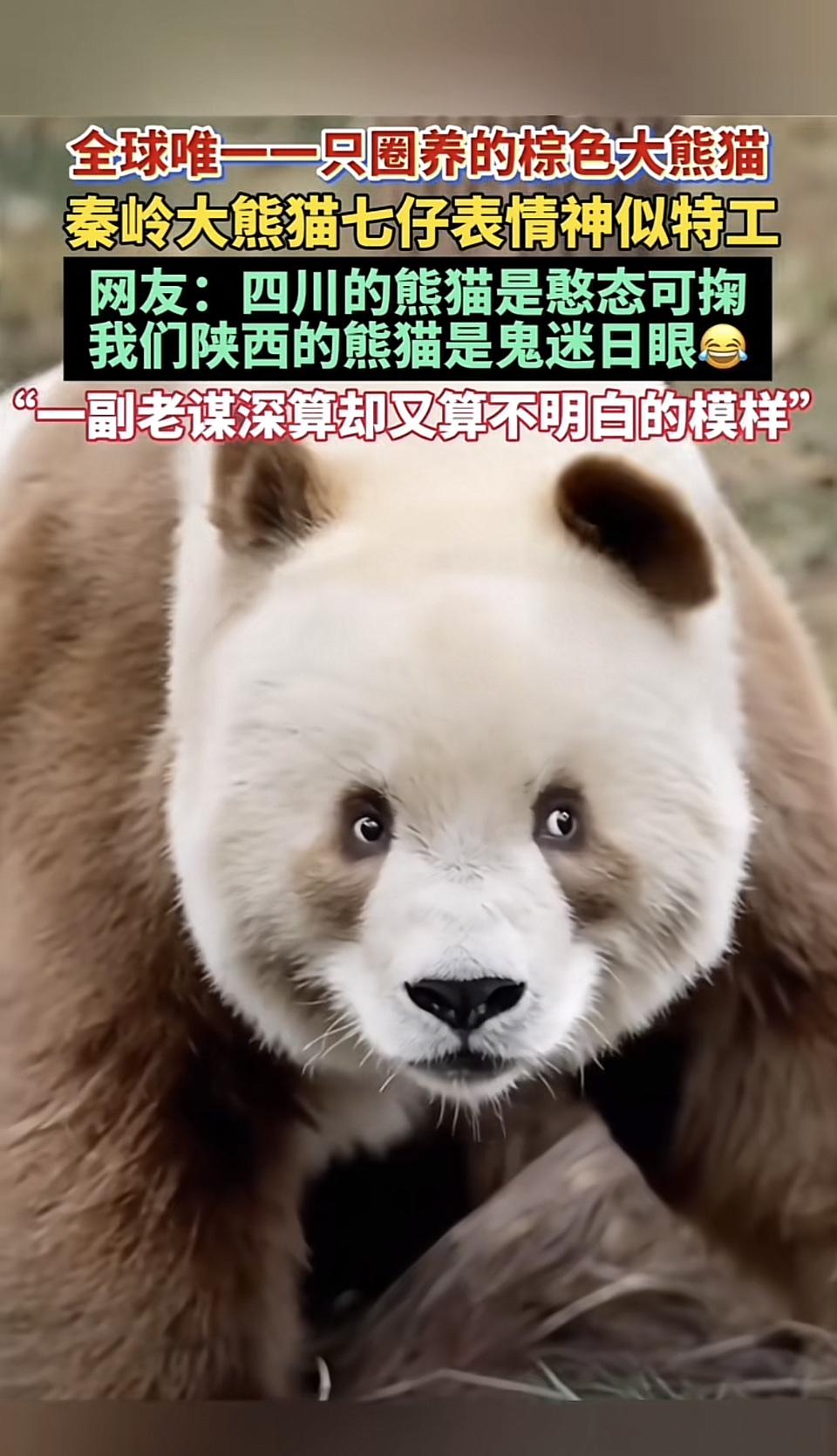 秦岭大熊猫七仔，那可是国宝中的“顶流”！它是全球唯一圈养的棕色大熊猫，堪称“巧克