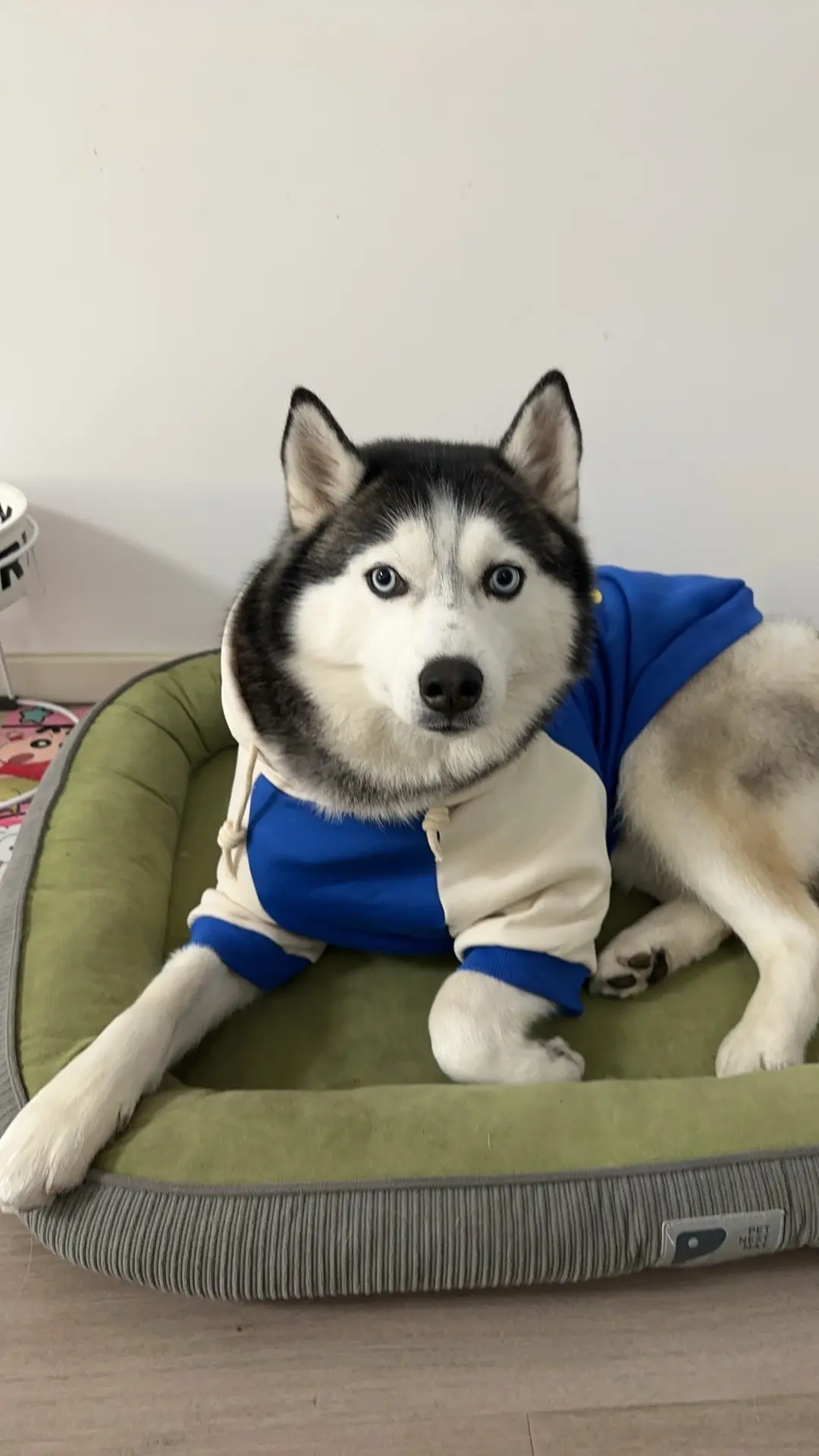 狗的衣服比我多系列，哪件最好看