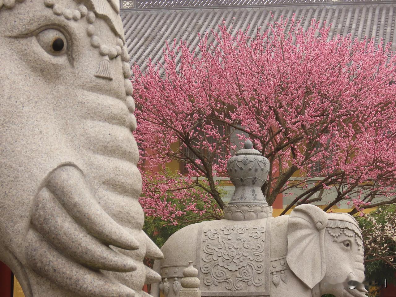 春日赏花，探访古寺的宁静与美丽，宝幢铁佛寺