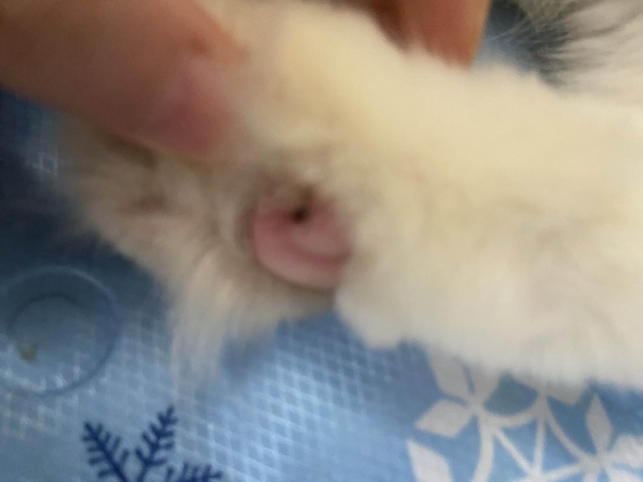 分享我这周有趣的事：一向稳重的小猫这几天老喜欢钻床底，偶尔摸一下她的爪子，才发现