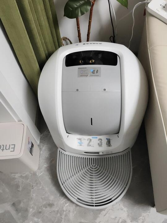 奶牛猫界唯一指定广东双马尾