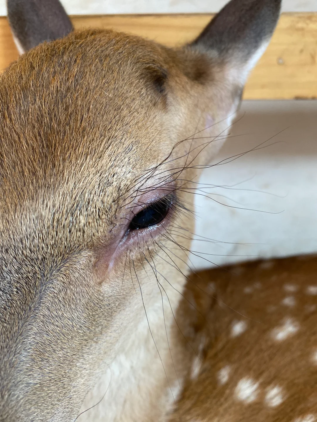 假睫毛都不敢这样贴
