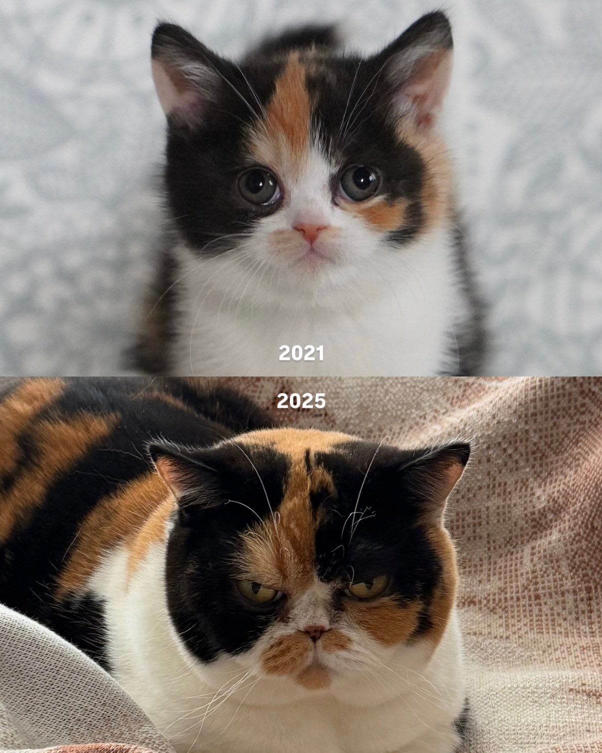 四年可以改变一只猫
