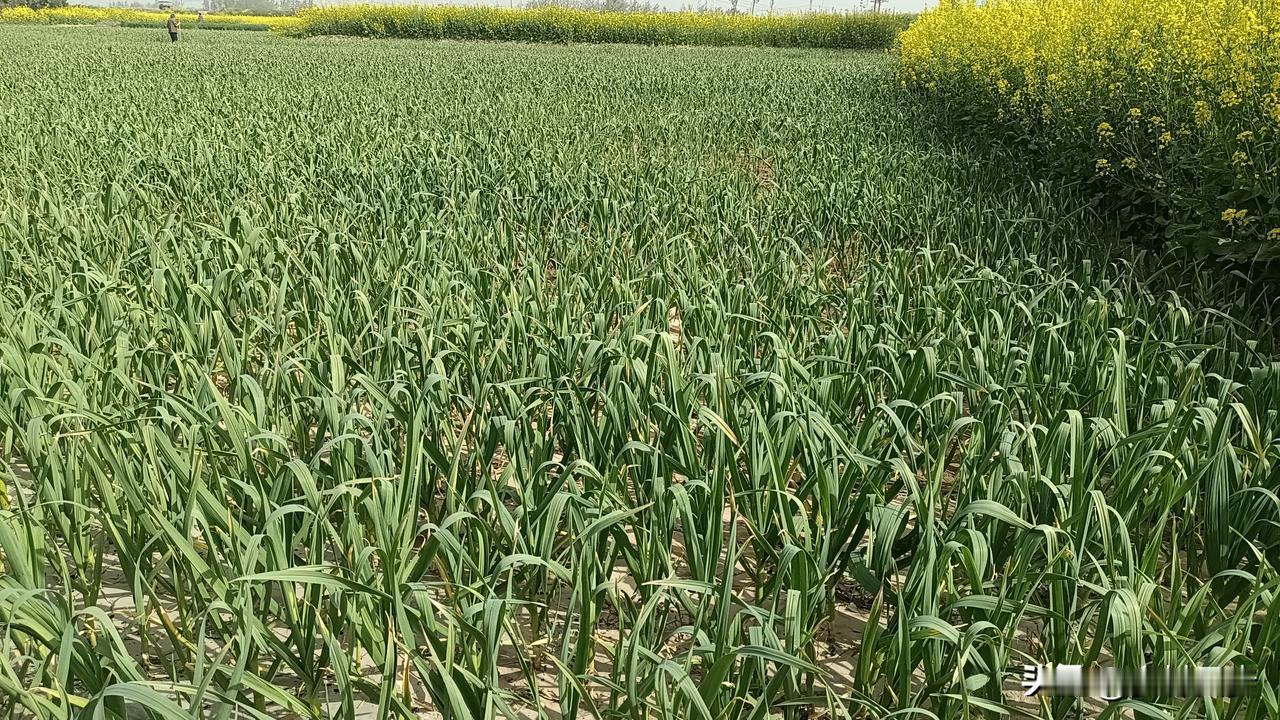 4月8日，降雨，杞县鲜蒜苔上货量减少，每斤1.0-1.2元左右，早熟蒜1.6-1