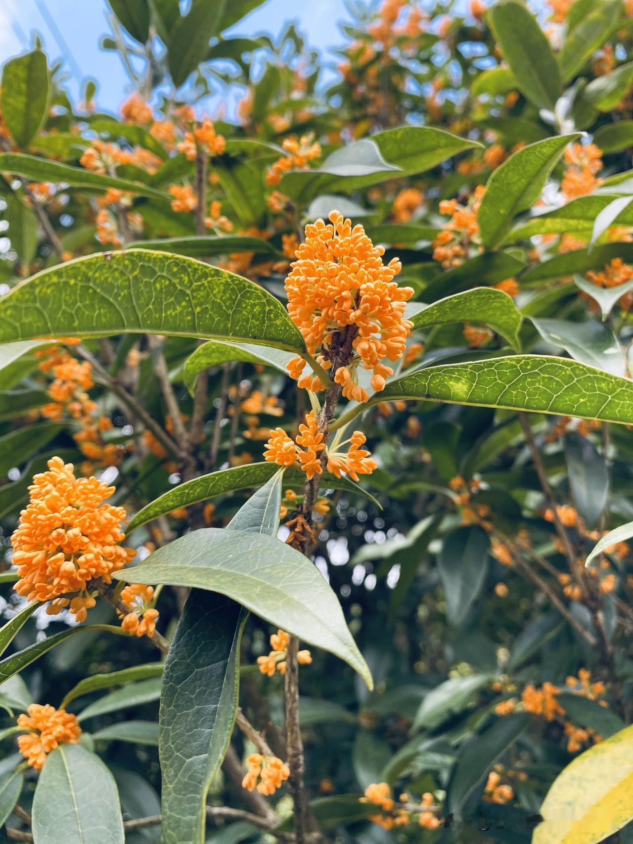 我终于明白了：我很蠢

马上中秋了，又是一年桂花香。

我忽然想起去年桂花飘香时