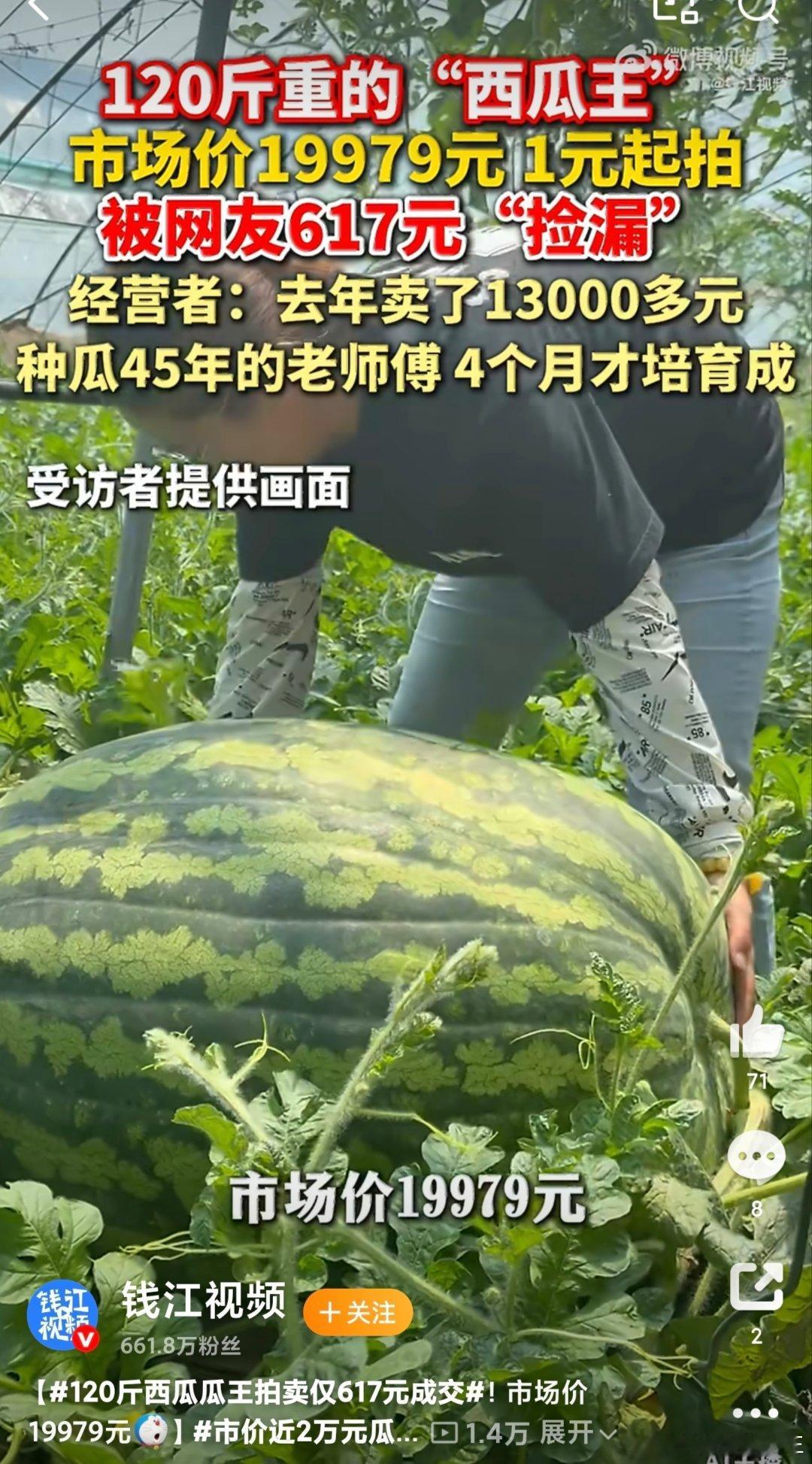 120斤西瓜瓜王拍卖仅617元成交市价近2万元瓜王被617元捡漏 西瓜是夏天最坦