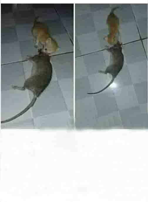 猫猫的战斗力